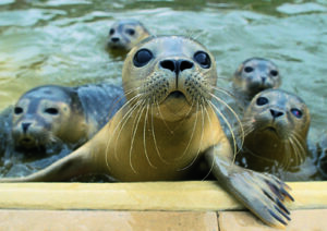 Seehunde schwimmen Küste - Küste - Seehundstation Friedrichskoog.