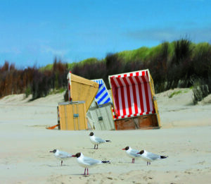 Eine Gruppe Möwen an der Küste - Treffpunkt Strand.