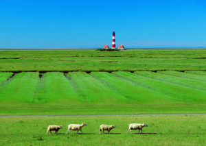 Eine Gruppe Schafe weidet auf einem Feld mit Blick auf die Küste - Die Karawane zieht weiter ….