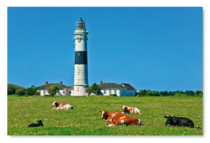 Nordlichter - Kampen - Der „lange Christian“ weidet in der Nähe von Kampens berühmtem Leuchtturm.