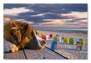 Ein Bernhardiner-Hund ruht am Strand von Küstenland - Klaar Kimming.