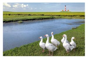 Eine Gruppe weißer Gänse steht in der Nähe eines Flusses im Küstenland - Gänsemarsch.