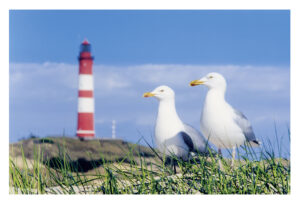 Zwei Möwen stehen im Sand vor einem Leuchtturm, Trauminsel - Gute Freunde kann niemand trennen.