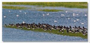 Ein Vogelschwarm im Austernfischer, der während der Hochwasserrast Zuflucht vor der steigenden Flut sucht.