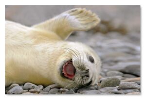 Eine Robby & Co.-Robbe ruht mit offenem Maul auf Felsen.