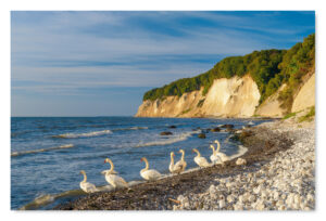 Eine Gruppe Schwäne an einem Strand in der Nähe von Klippen auf Rügen - Meine Insel -.