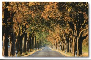 Eine von Rügen - Meine Insel - Insel der Alleen gesäumte Straße auf der Insel Rügen.