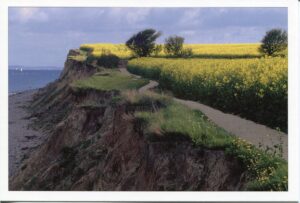 Ein gelbes Feld mit Blick auf die Schleswig-Holsteinische Waterkant.