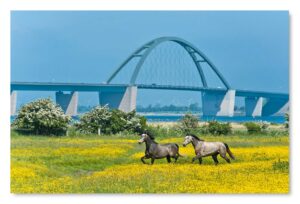 Zwei Pferde laufen in der Nähe der Schleswig-Holstein - Brücke über den Fehmarnsund.