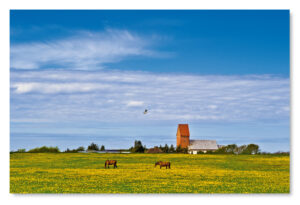 Zwei Pferde grasen neben Sylt - Meine Insel - Keitumer Kirche St. Severin.