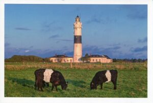 Zwei Meine Insel - Kampener Leuchtturm-Kühe grasen vor dem Kampener Leuchtturm auf Meine Insel.